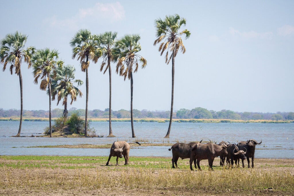 Cape buffalo gathering near water in Liwonde National Park. This can be seen on a Malawi Big Five safari. 