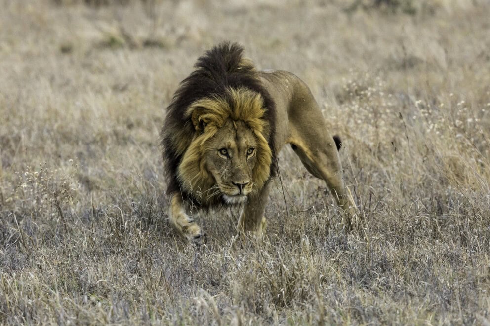 A black-maned lion in the Central Kalahari Game Reserve in Botswana, a great place where to go to see lions in Africa