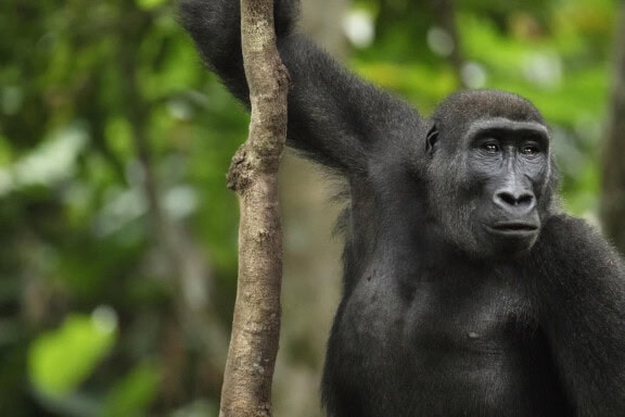 Western lowland gorilla holding onto a branch