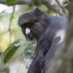 A blue monkey in the Congo Basin