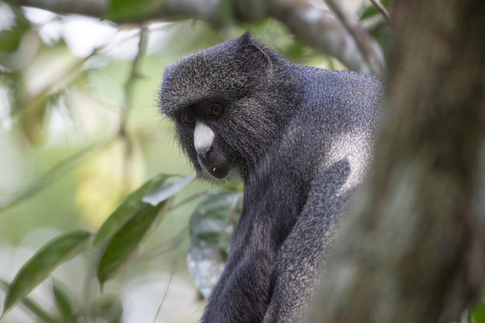 A blue monkey in the Congo Basin