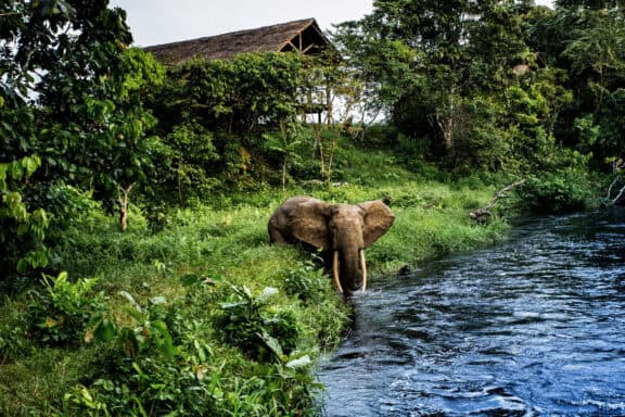 Elephant wading through the water at Kamba Mboko Lodge, Congo