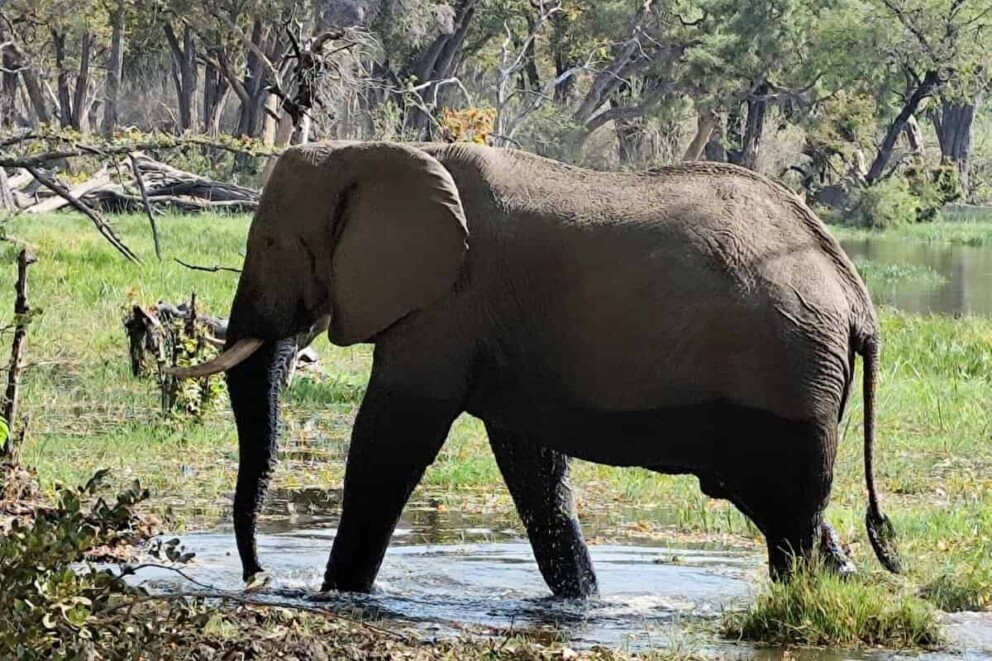 An elephant in Moremi, which Adelle saw on her Desert and Delta camps trip