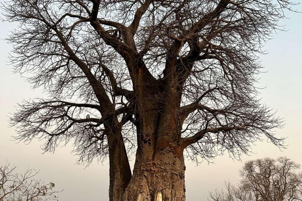 Adelle with a 300-year-old Baobab tree