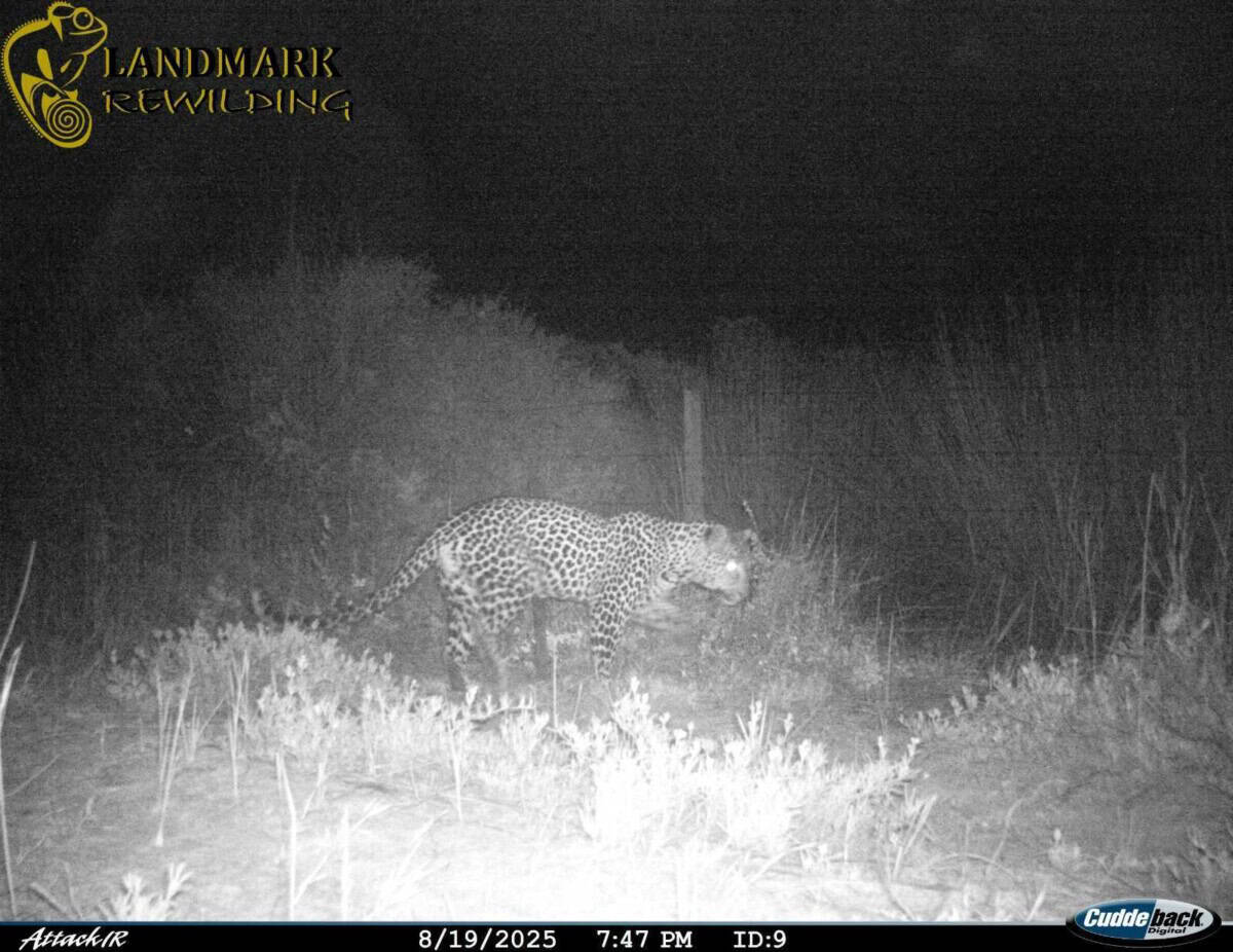 NEWS: Leopard Sighting in West Coast National Park After 170 Years!