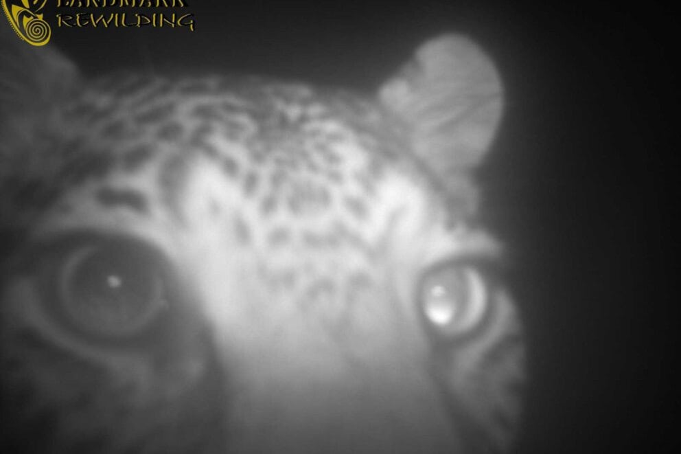 A leopard sighting on a camera trap in West Coast National Park 