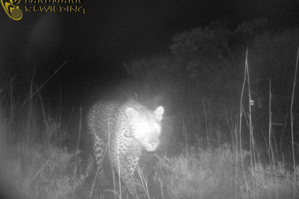 A leopard sighting from a camera trap in West Coast National Park