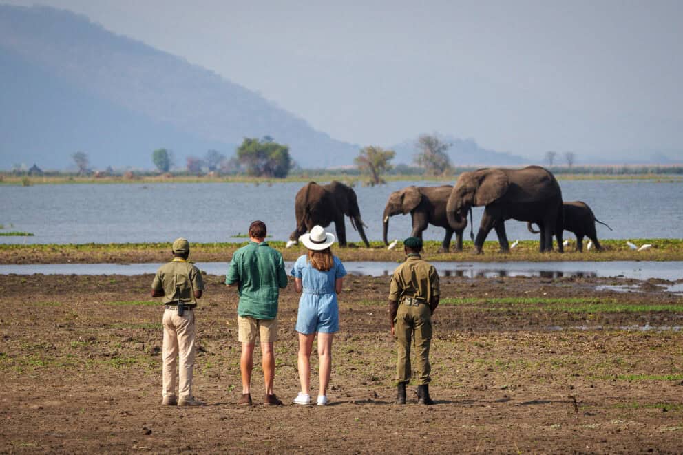 A group of tourists on a guided walking safari, observing elephants along the river in Liwonde National Park, Malawi
