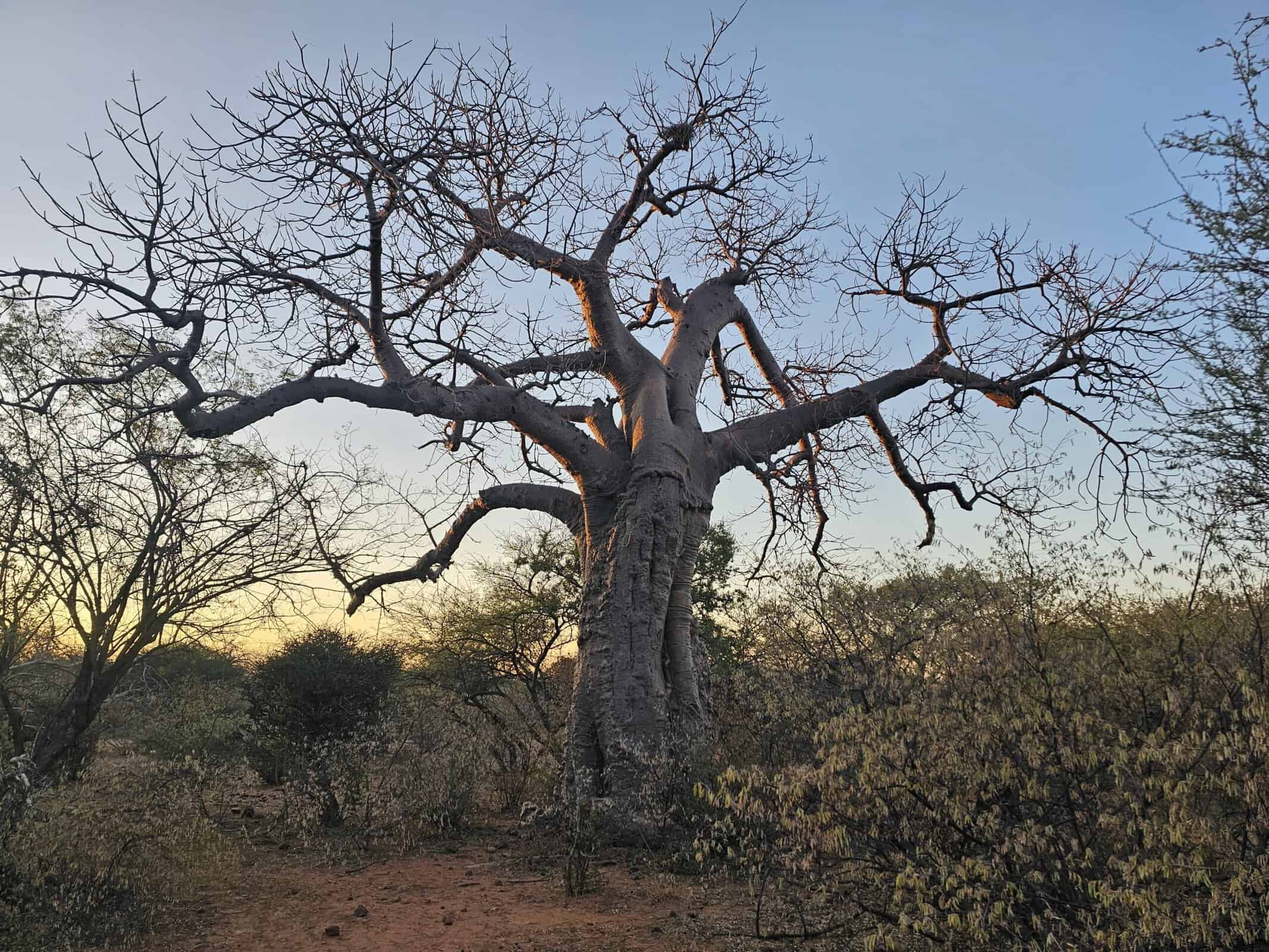 A baobab on a Limpopo safari