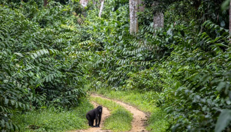 Western lowland gorilla in the rainforest at Odzala-Kokoua National Park