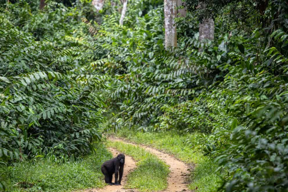 Western lowland gorilla in the rainforest at Odzala-Kokoua National Park