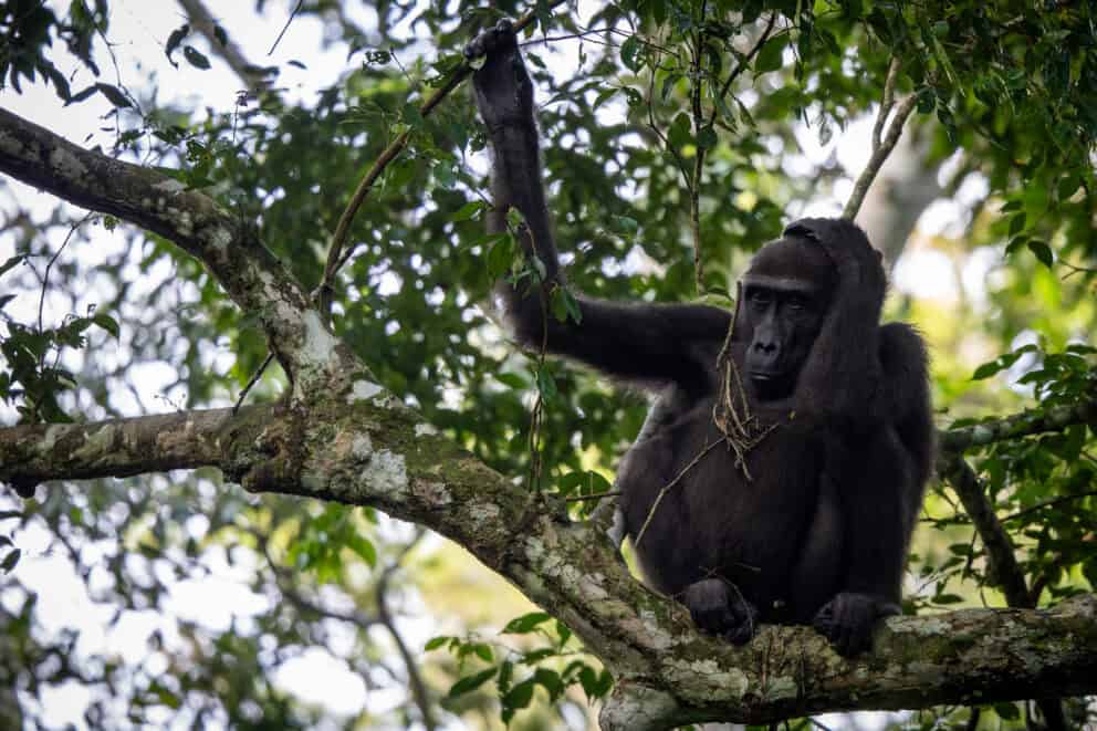 Western lowland gorilla sitting in a tree