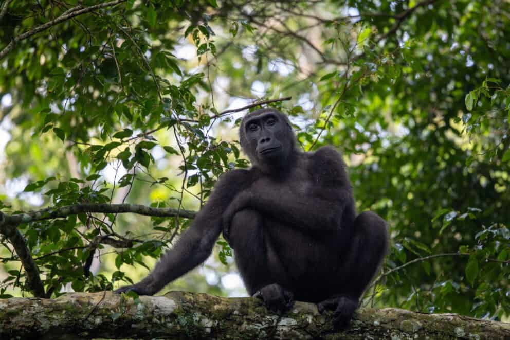 Western lowland gorilla sitting high up in a tree