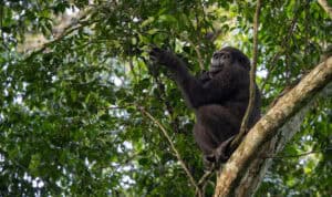 Western lowland gorilla sitting on a tree branch