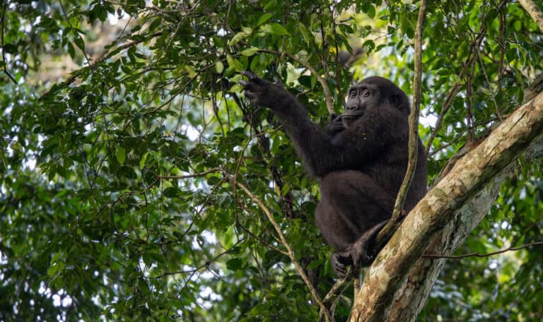 Western lowland gorilla sitting on a tree branch