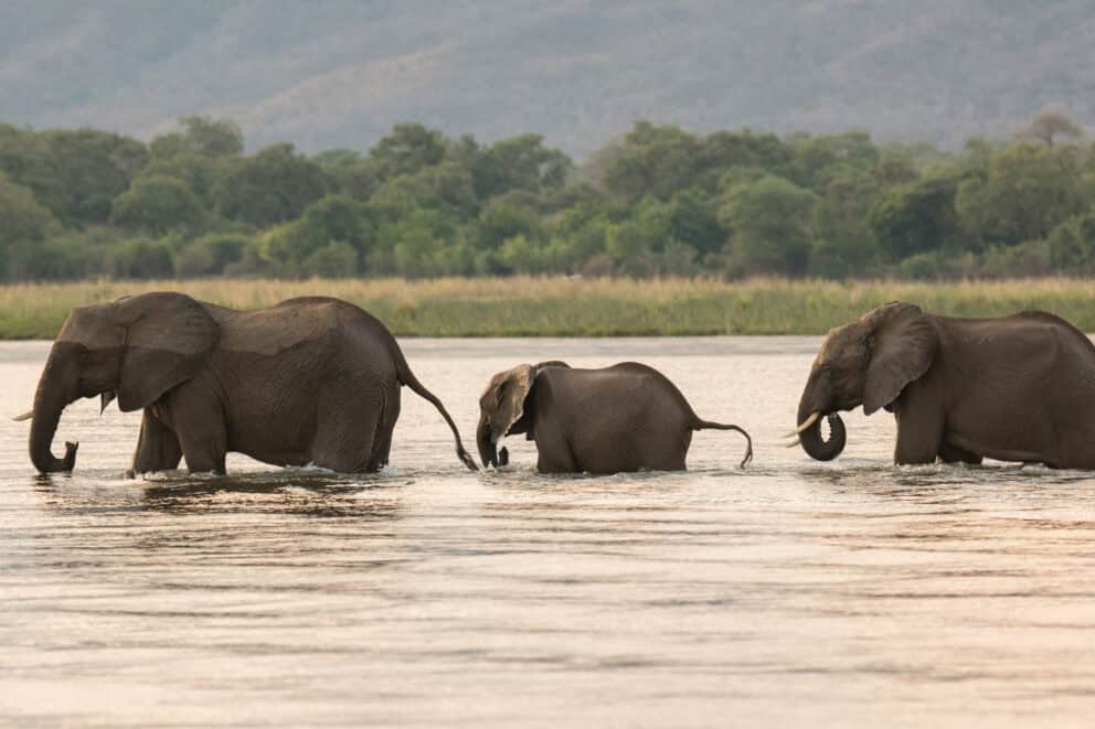 Elephants walking through the water at Mana Pools Zimbabwe
