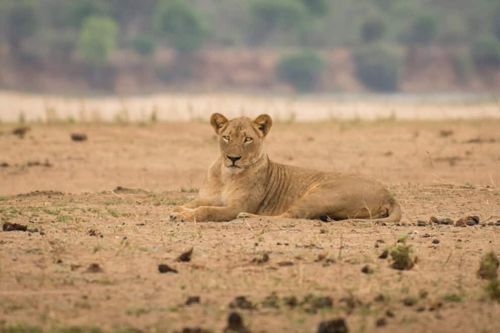 Lioness relaxing in Mana Pools Zimbabwe