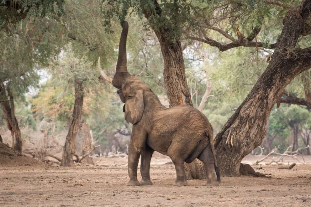 Elephant feeding on an acacia at Mana Pools