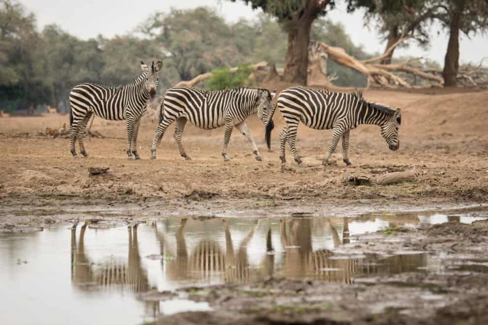 Zebras drinking water at Mana Pools Zimbabwe