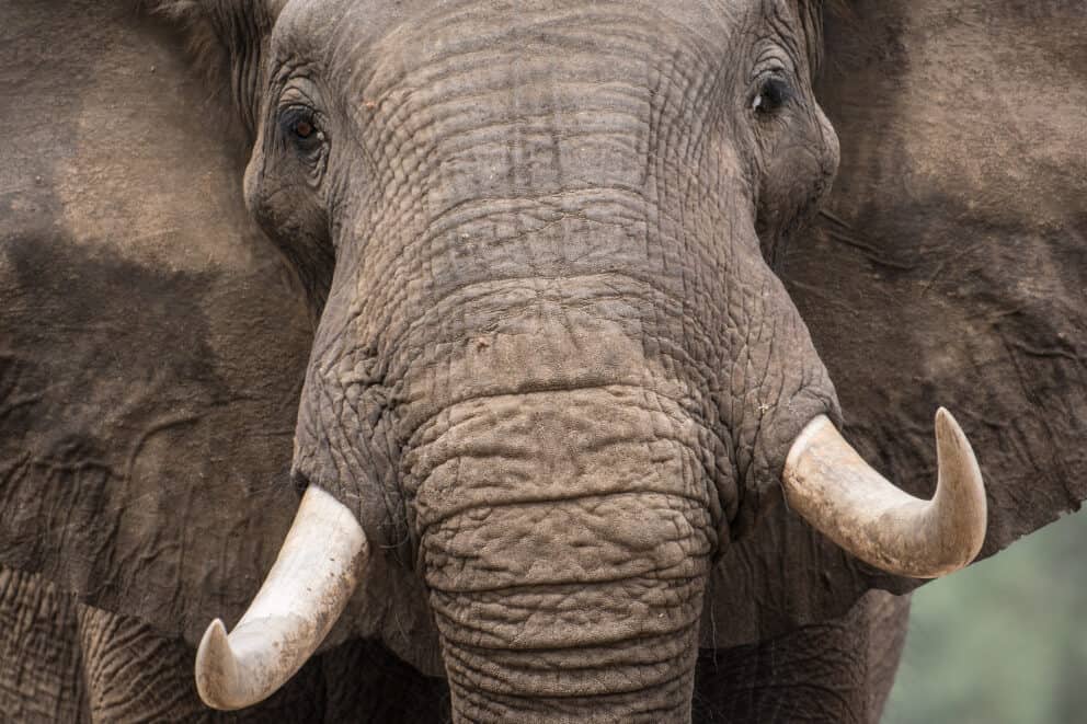 Up close view of an elephant's face at Mana Pools Zimbabwe