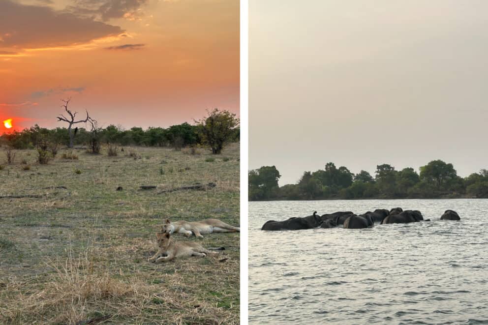 Lions relaxing on the open plain at sunset and elephants crossing a river.