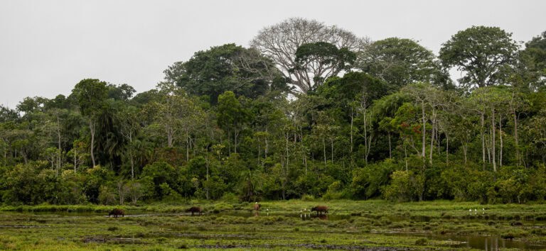 View of animals in the Congo Basin at Odzala Kokoua National Park