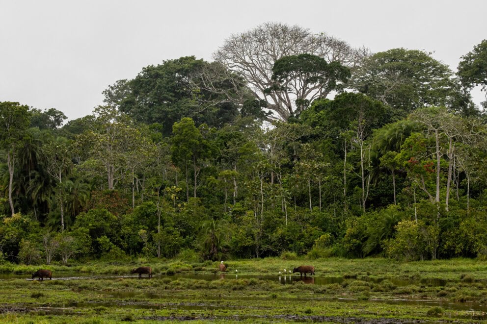 View of animals in the Congo Basin at Odzala Kokoua National Park