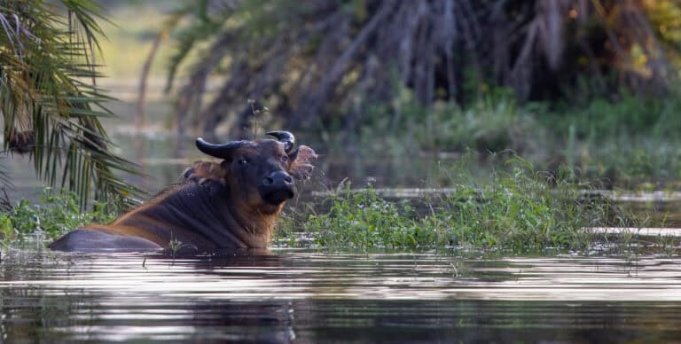 Buffalo wading through the water in the Congo Basin