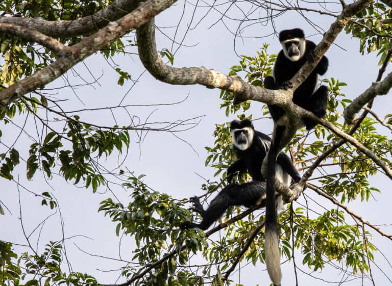 Black and white colobus monkeys sitting on a branch in the treetops in Congo