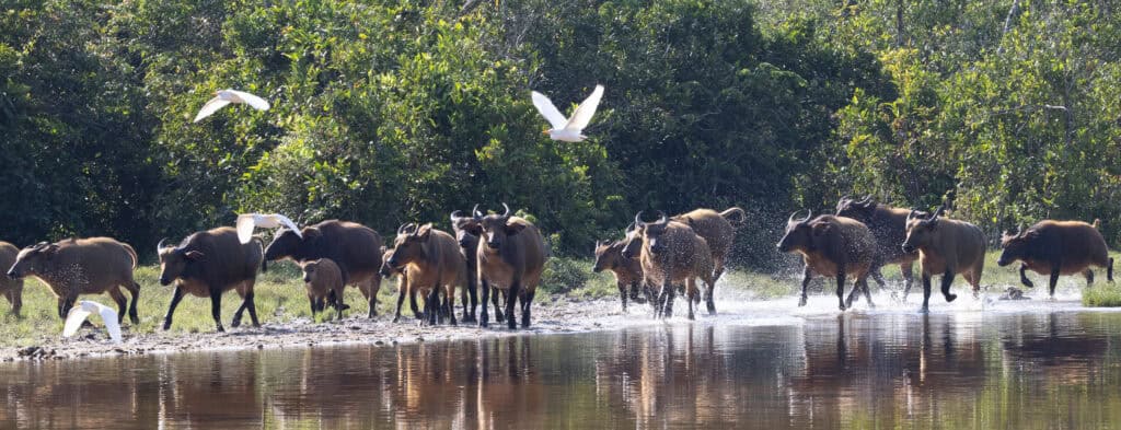 Buffalo running through the water, with birds flying above, in Odzala-Kokoua-National-Park, Congo