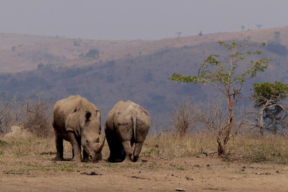 Rhinos grazing in an open plain