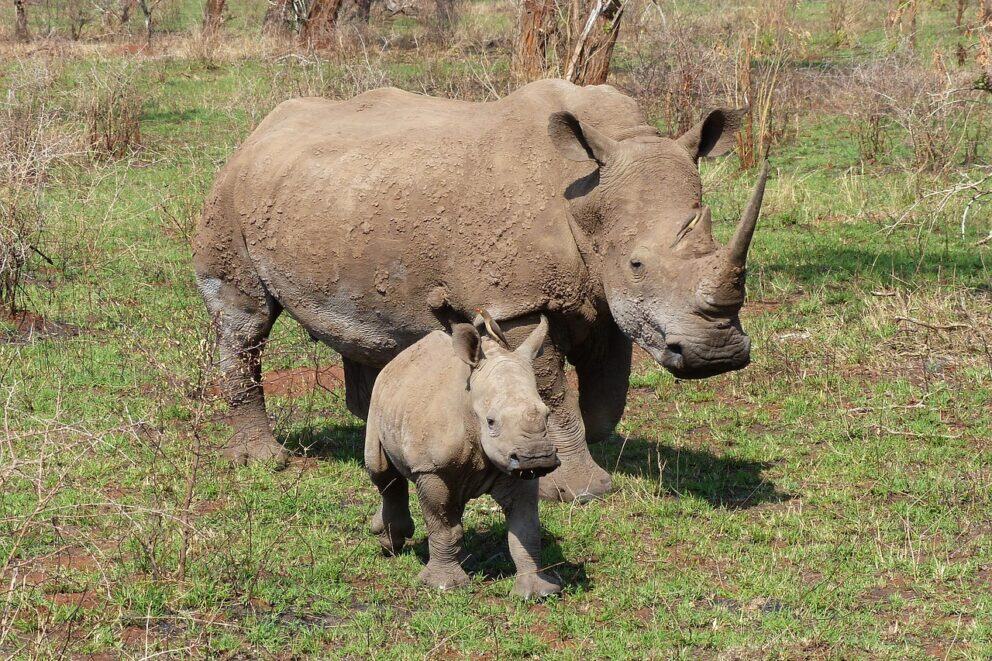 A mother rhino and her calf at Hluhluwe-iMfolozi Park