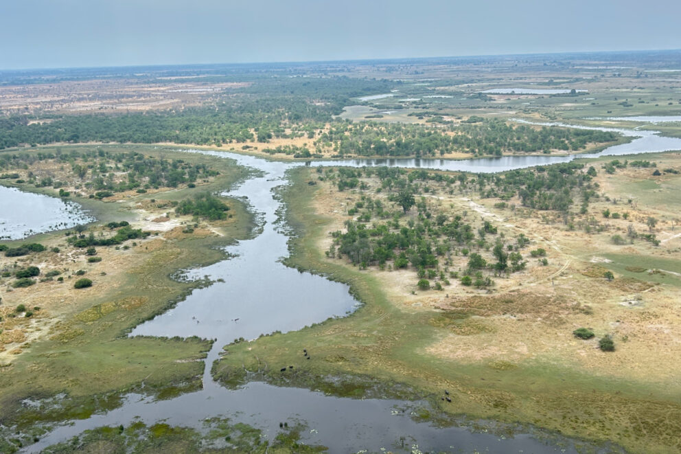 An aerial view of the Okavango Delta showing a network of water channels winding through lush green islands.