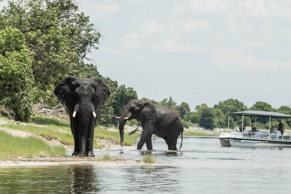 Elephants roaming alongside the Chobe River at Muchenje Safari Lodge, Chobe River Front