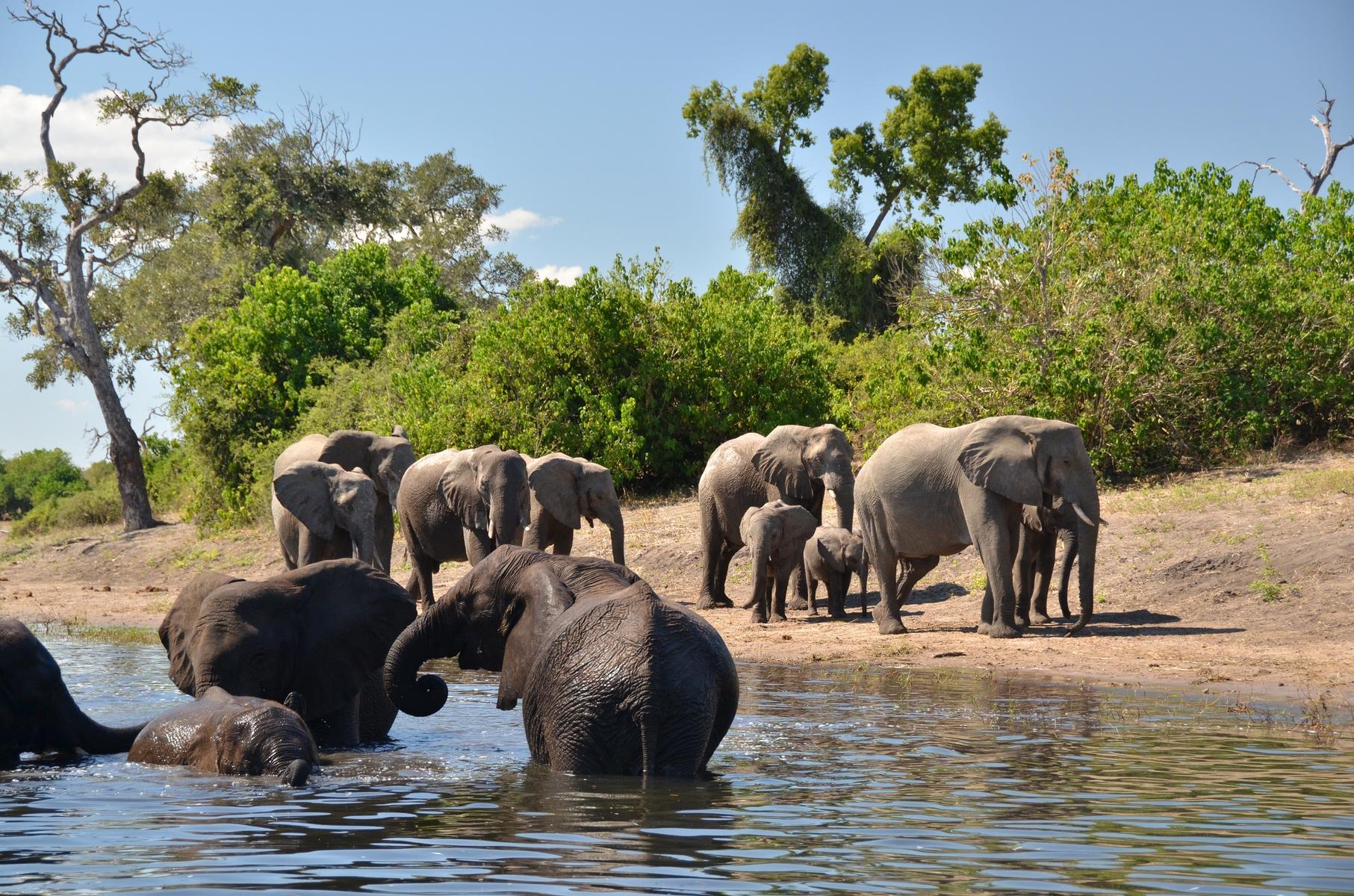 A herd of elephants walks along the Chobe River wile four others stand in the water in Chobe National Park, Botswana.
