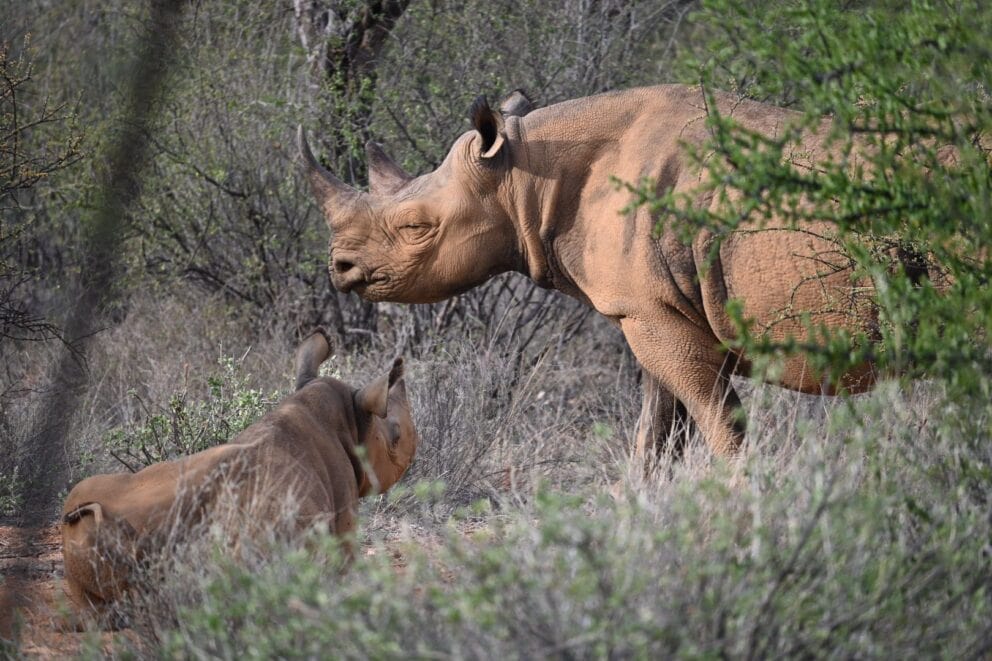 A mother rhino and her calf resting in the bush in the Sera Conservancy, Kenya.