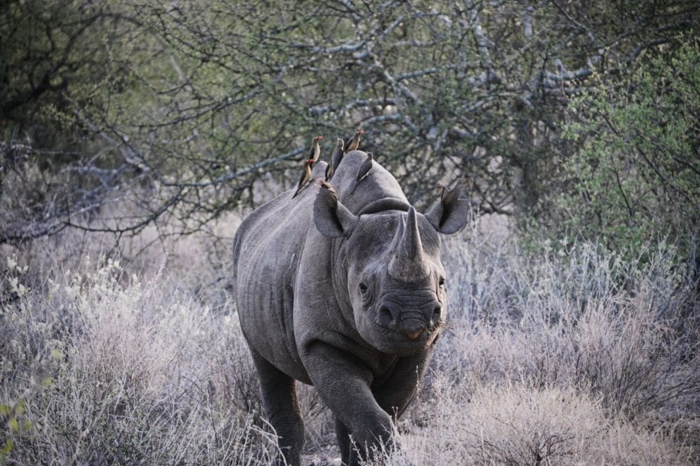 A rhino calf roaming through the bush in Sera Conservancy, Kenya.
