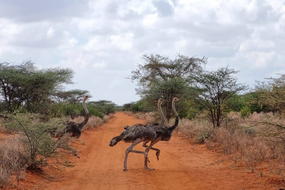 A flock of Somali Ostriches crossing a sandy dirt road through the thin bush in Kenya.