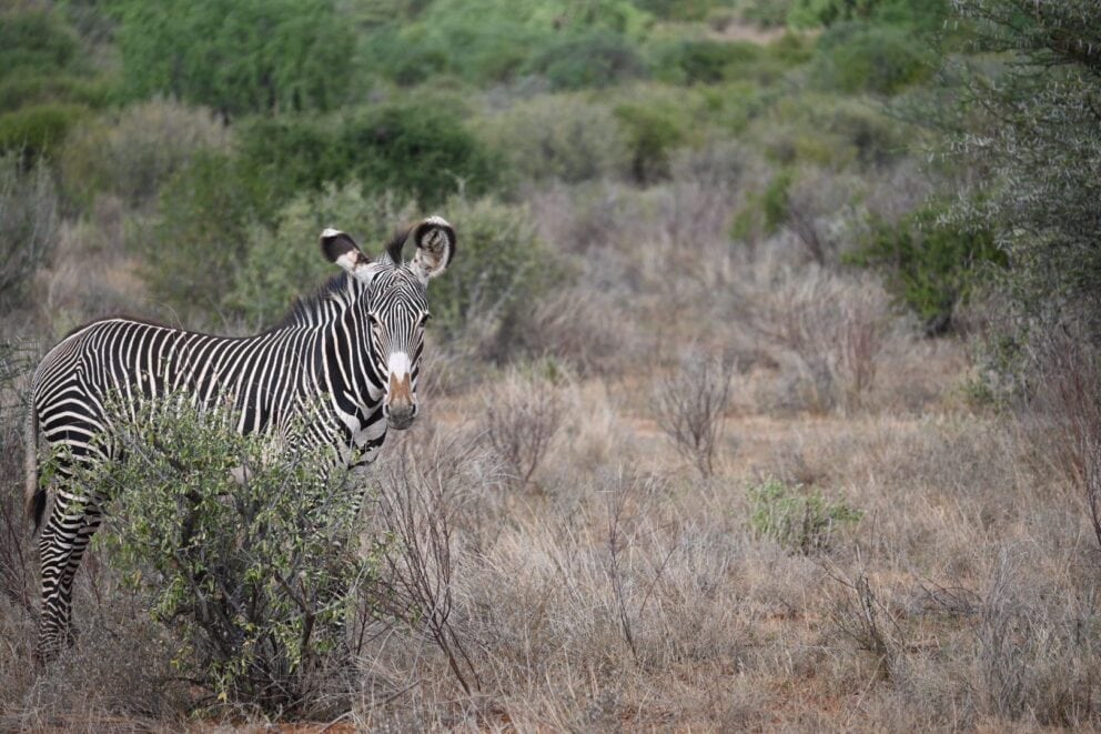 An endangered Grevy's zebra standing in the open bush in Kenya.