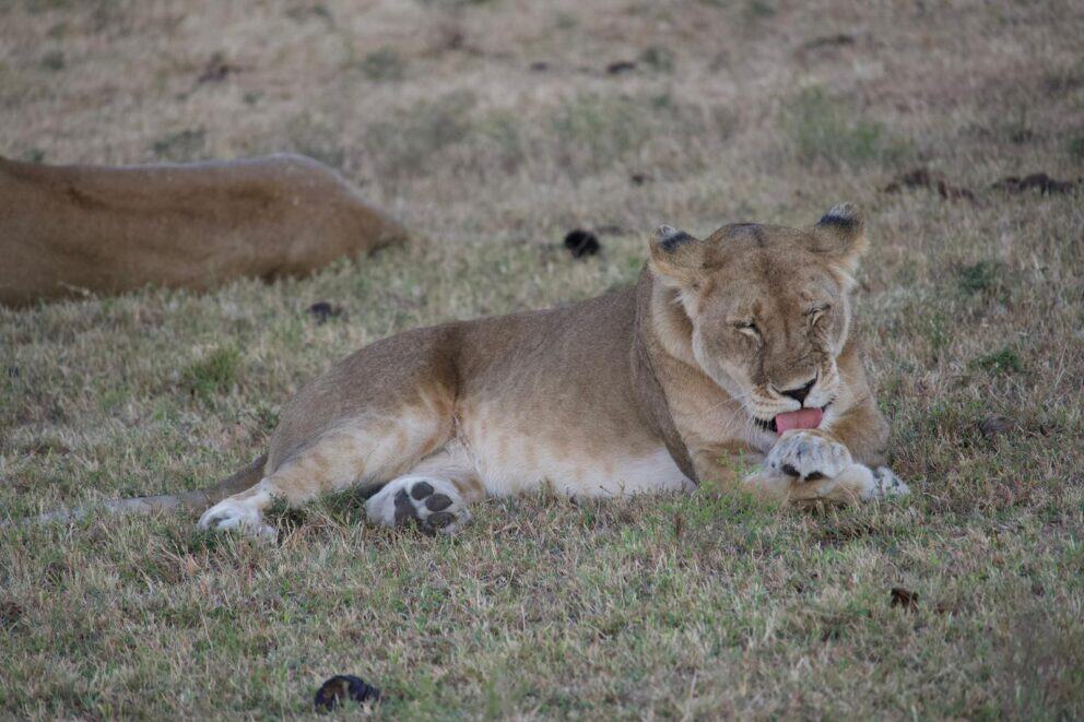 Lioness lying on the grass licking her paw in Kenya.