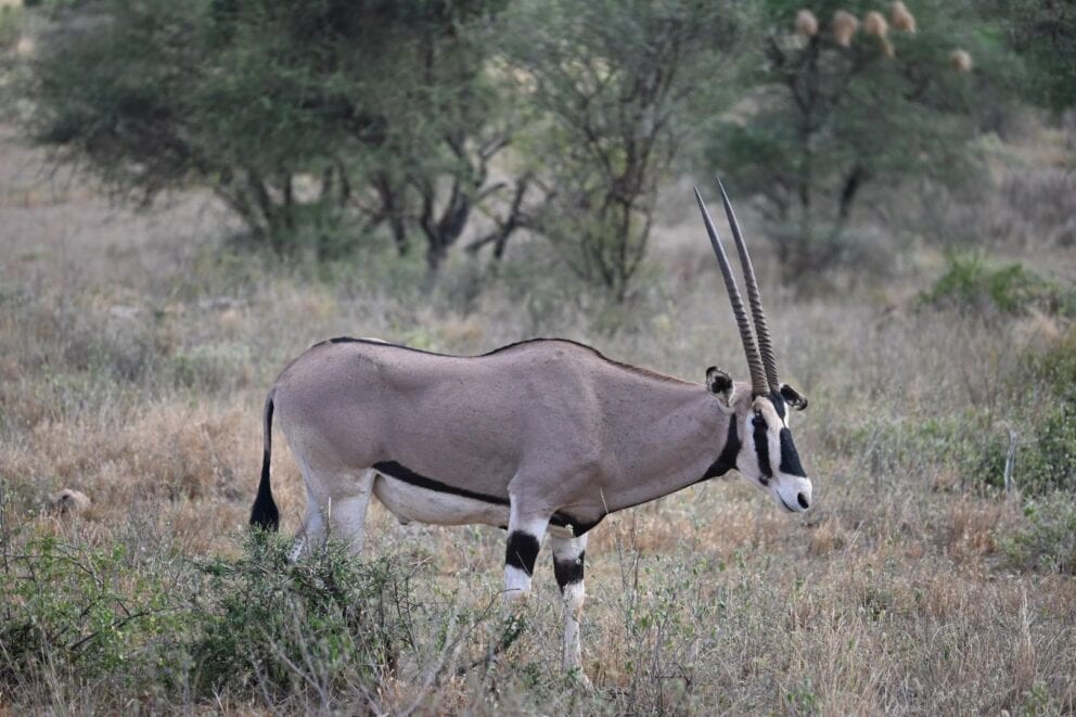 Beisa oryx roaming through the bush in Kenya.
