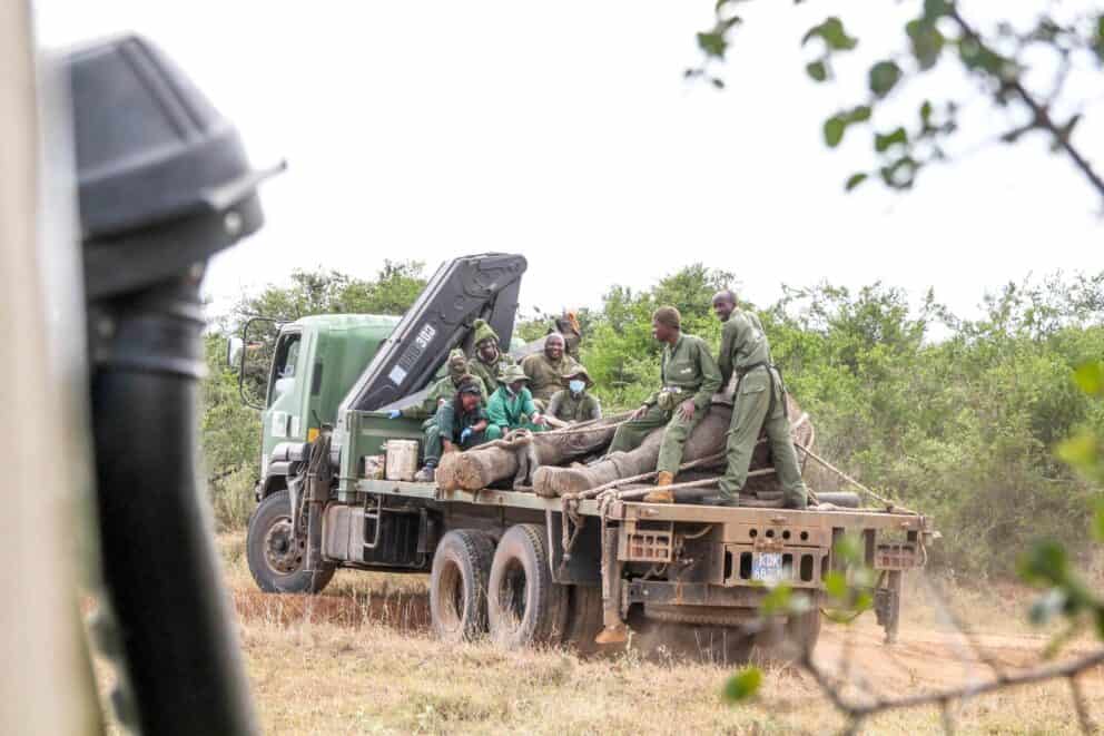 Elephant in transport to Tsavo West National Park.