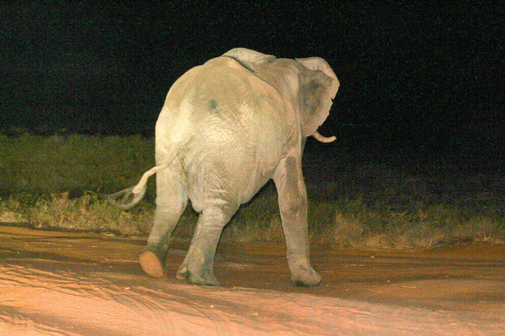 Elephant walking across a dirt track at night.