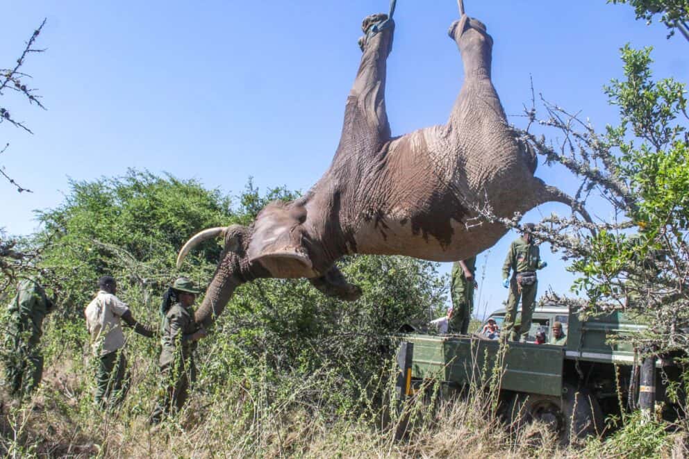 Elephant being transported to the Tsavo West National Park.