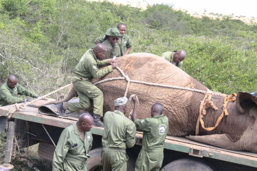 Elephant on truck being a transported to the Tsavo West National Park.
