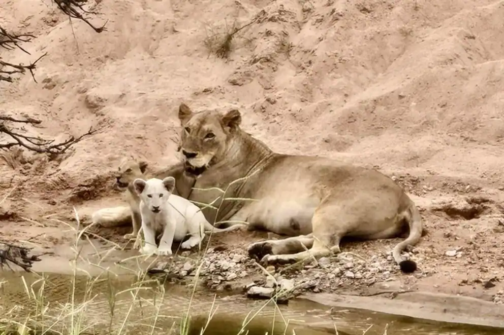 A lioness and her rare white lion cub lying in the sand in the Timbavati Private Nature Reserve.