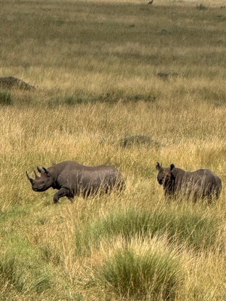 Rhinos running in the open Masai Mara plains, Kenya.