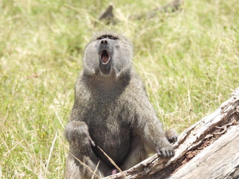 A chacma baboon on a fallen branch in Africa.