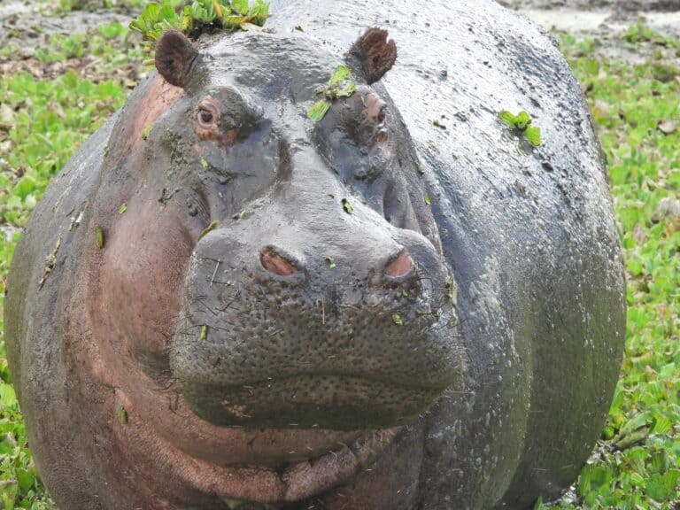 A hippo covered in mud.