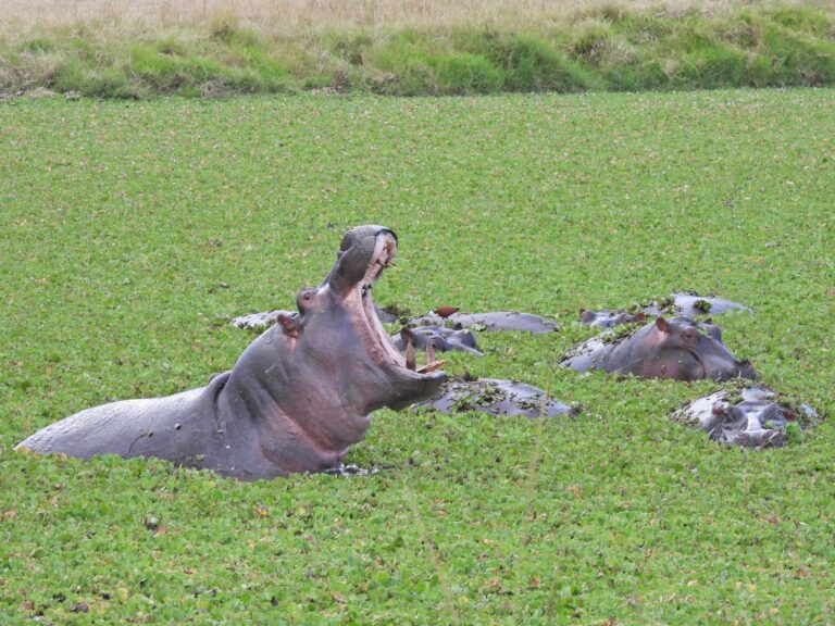 A pod of hippos in a lake covered in vegetation.